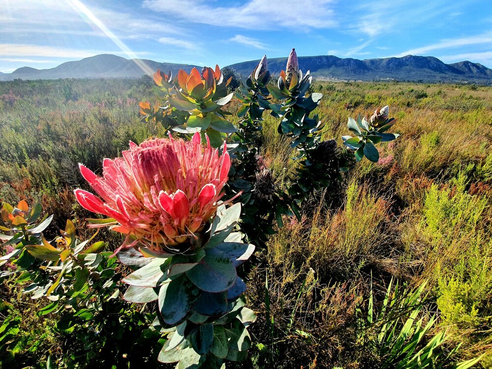 The Protea