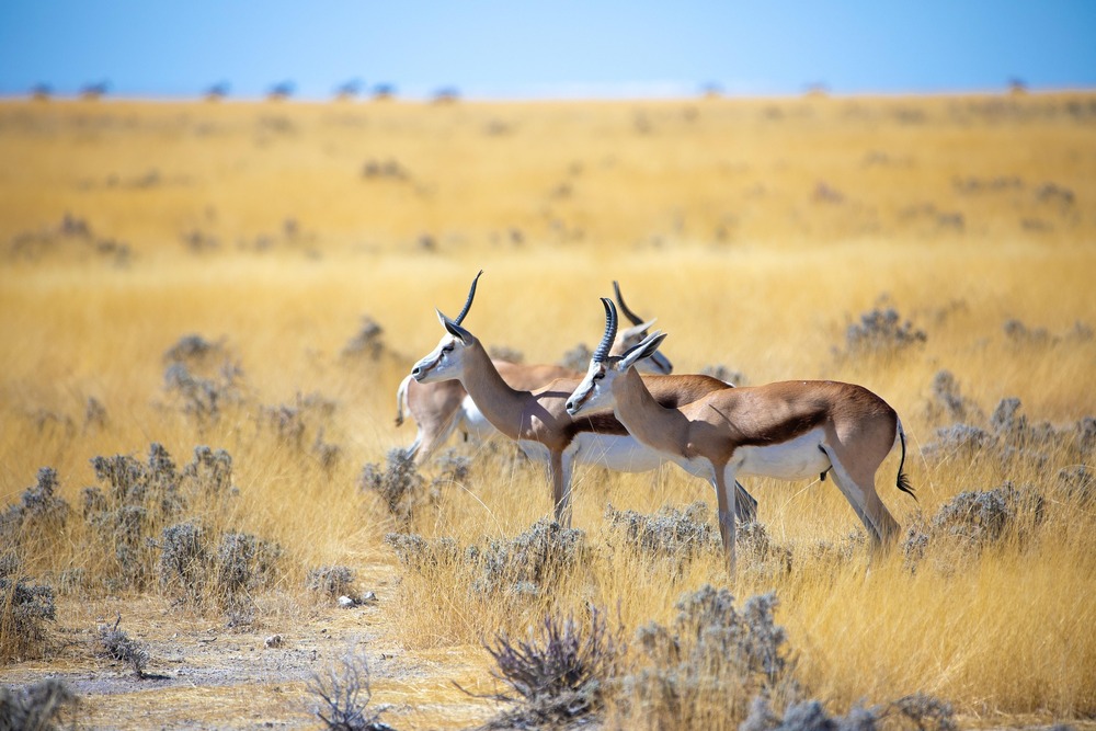 the springbok