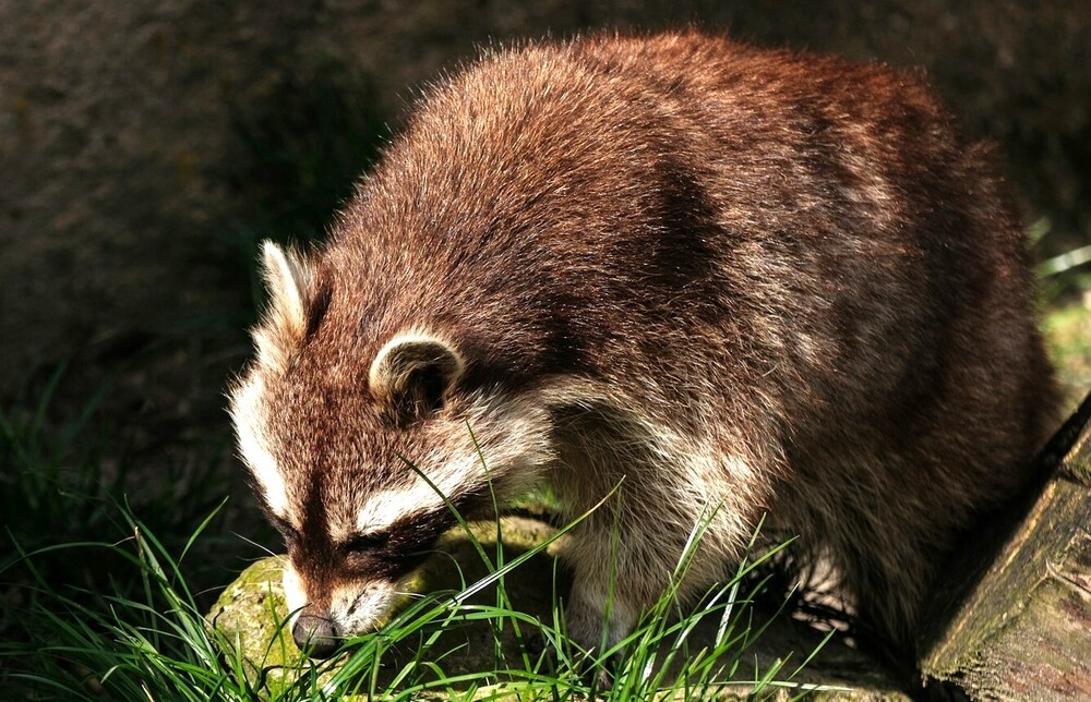 What I See From My Japanese Home